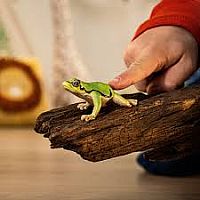 SCHLEICH EURO TREE FROG