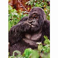 GORILLA PICKING NOSE CARD