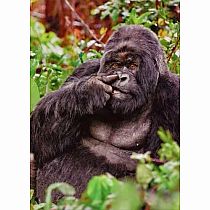 GORILLA PICKING NOSE CARD