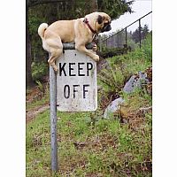 PUG KEEP OFF SIGN CARD