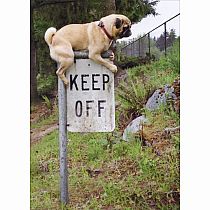 PUG KEEP OFF SIGN CARD