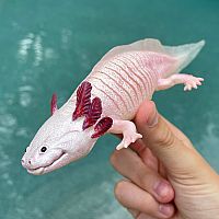 SAFARI AXOLOTL