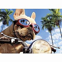 DOG ON MOTORCYCLE CARD