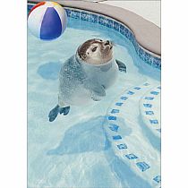 BOBBING SEAL FRIENDSHIP CARD