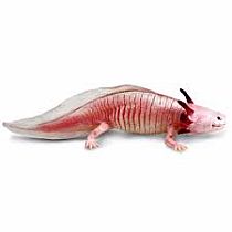 SAFARI AXOLOTL