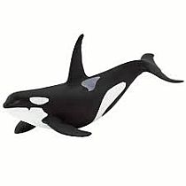 SAFARI ORCA