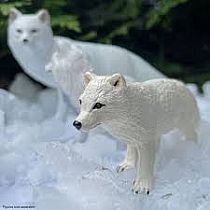 SAFARI ARCTIC FOX