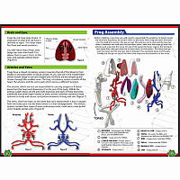 DISSECT-IT FROG SUPER LAB